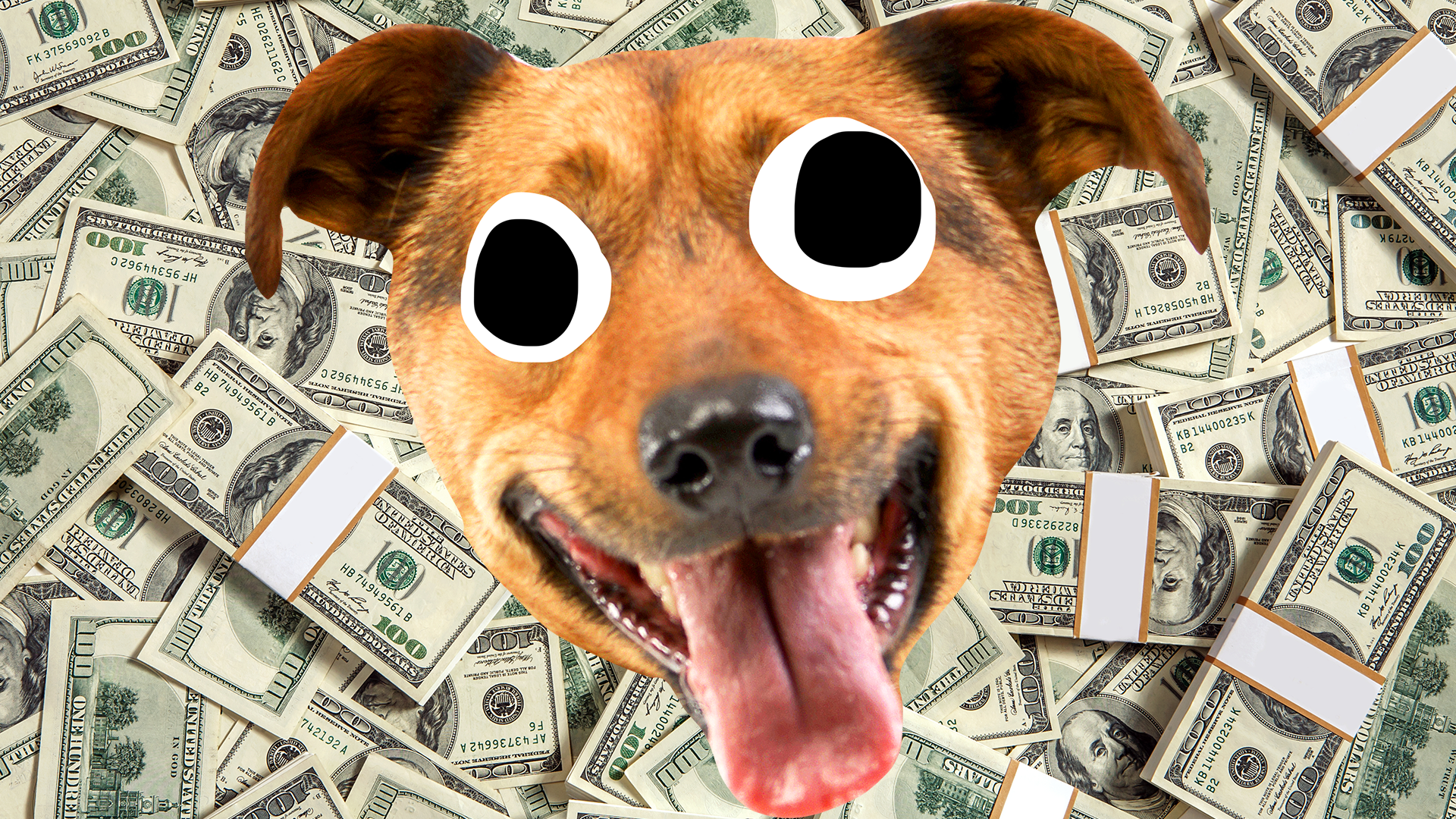 Derpy dog face on money background