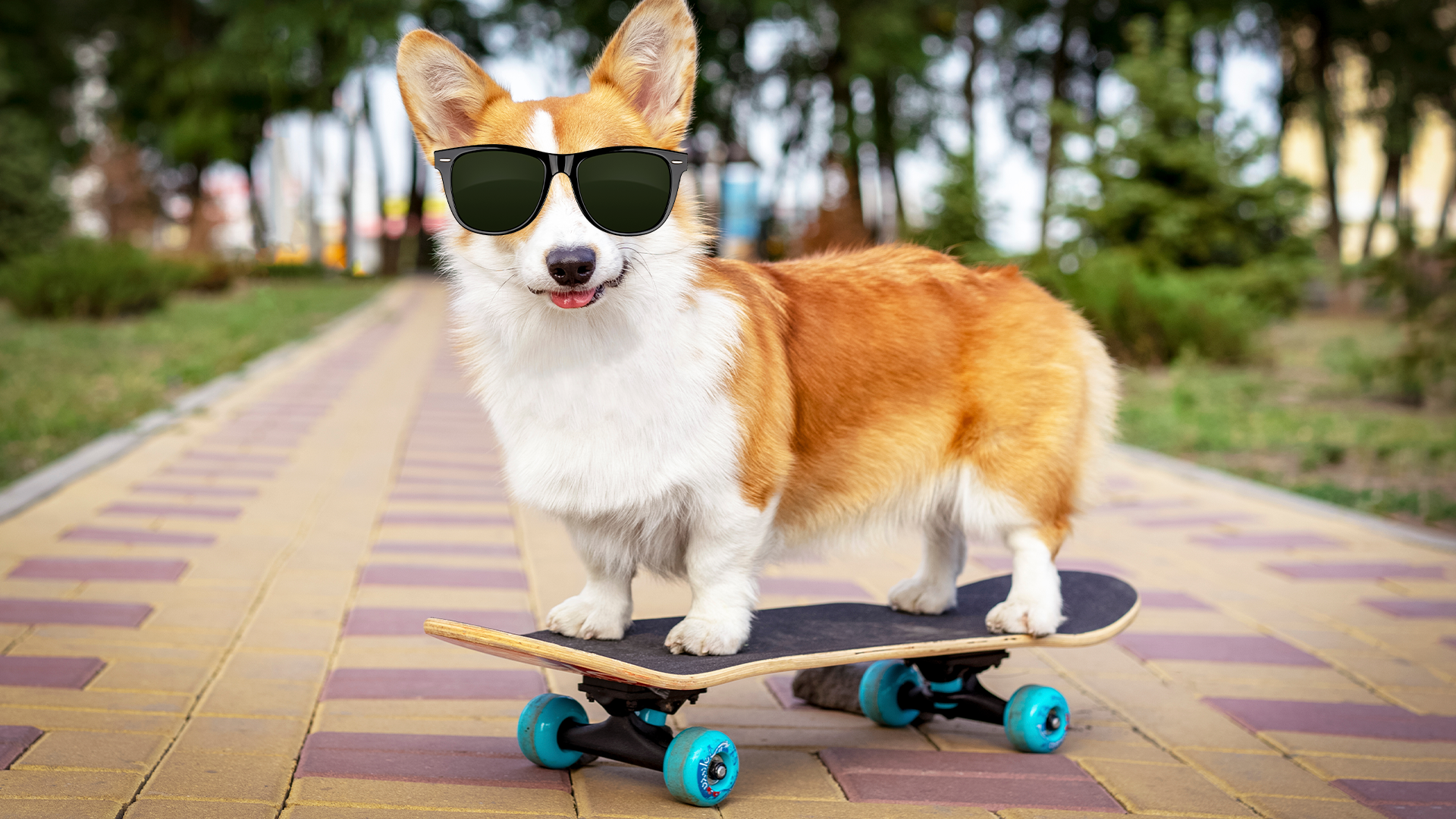 Dog on skateboard with sunglasses