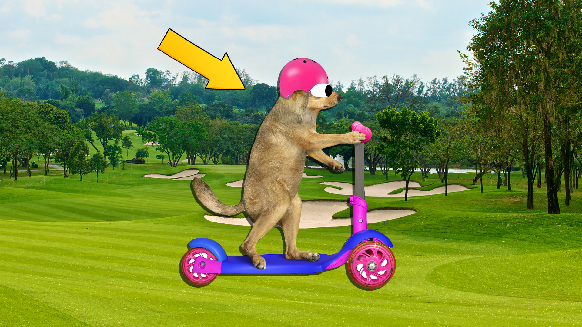 A dog rides a scooter across a golf course