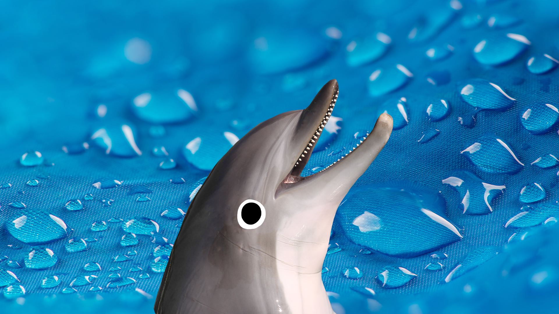 Dolphin on watery background