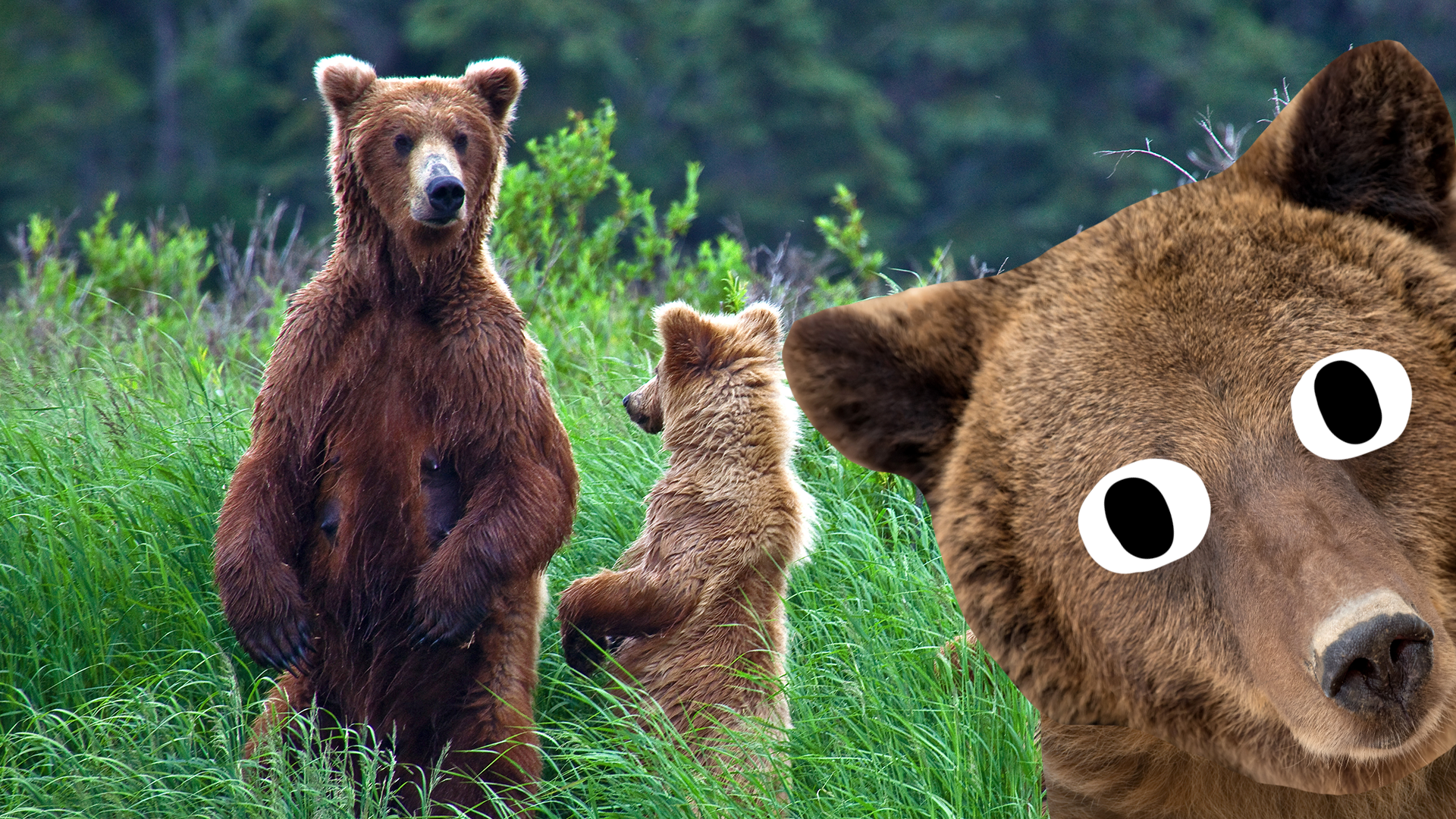Bears in the wild and Beano bear 