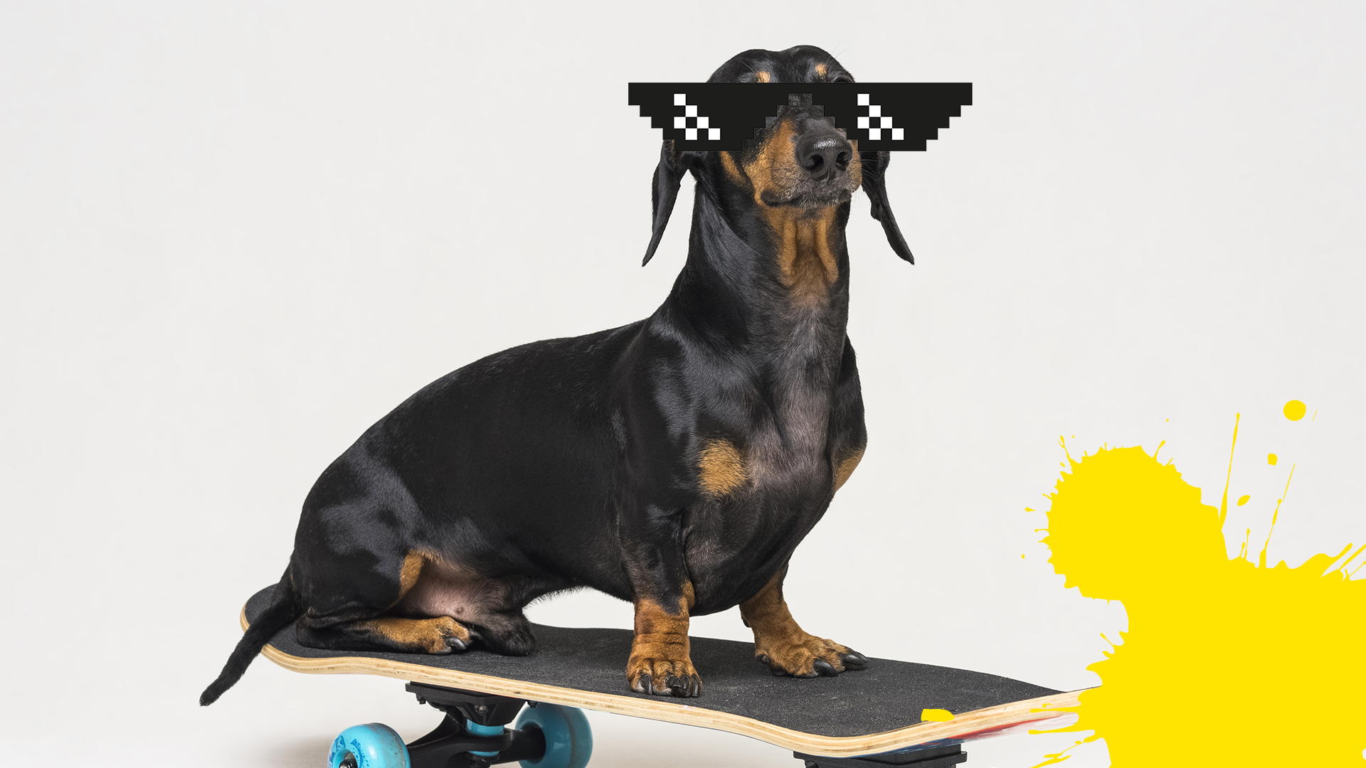 Dog on skateboard with sunglasses and splat