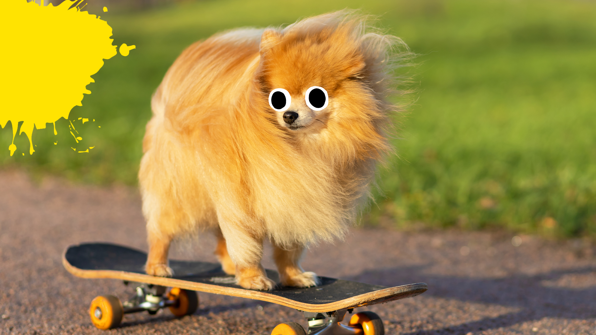 Dog on skateboard  with splat