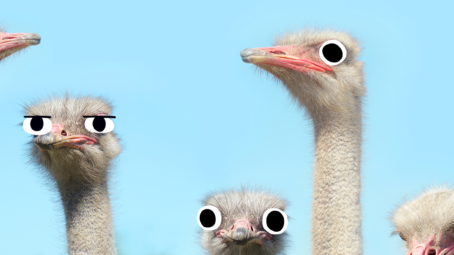 Some ostriches