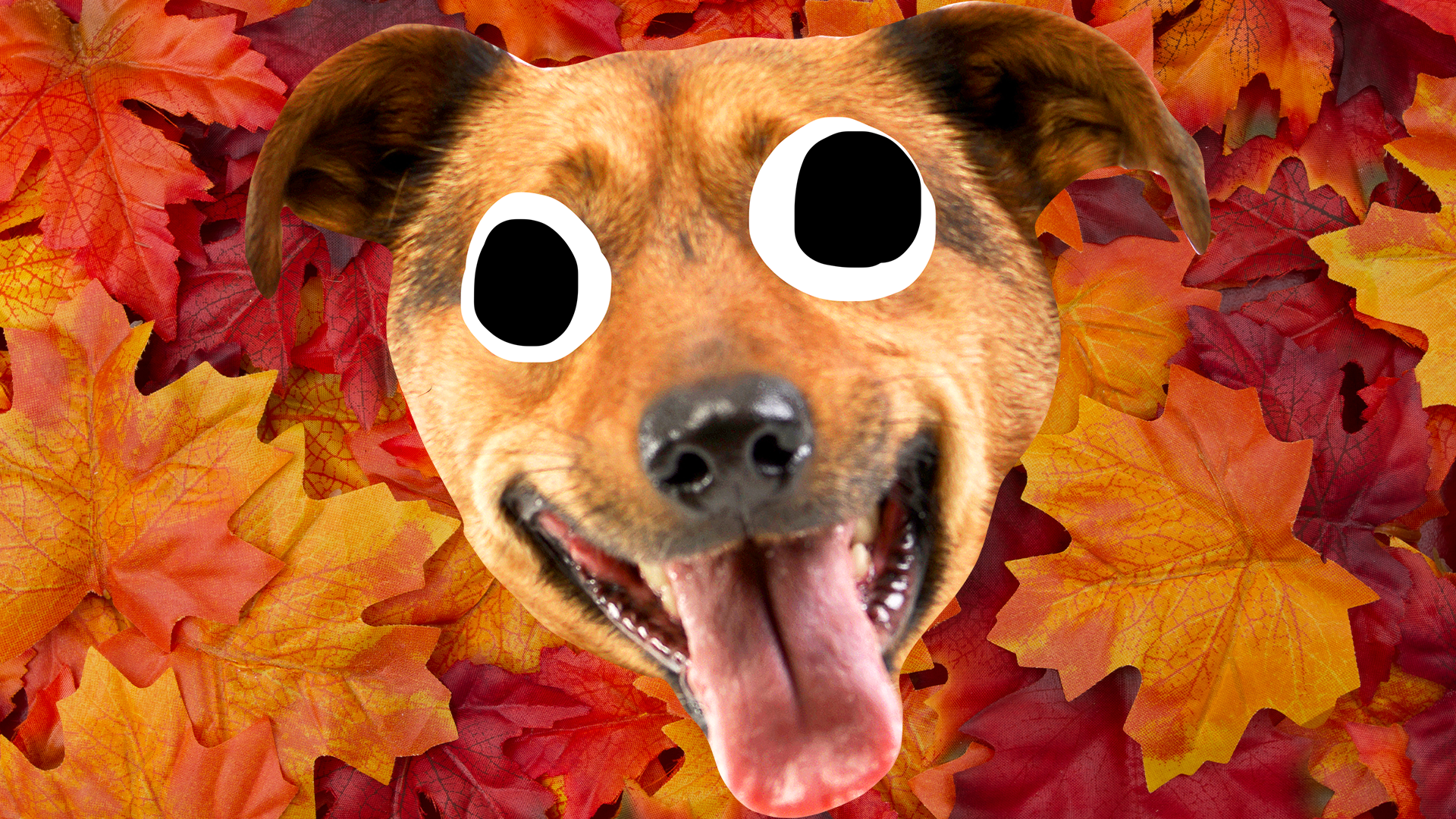 Goofy dog face on autumn leaf background