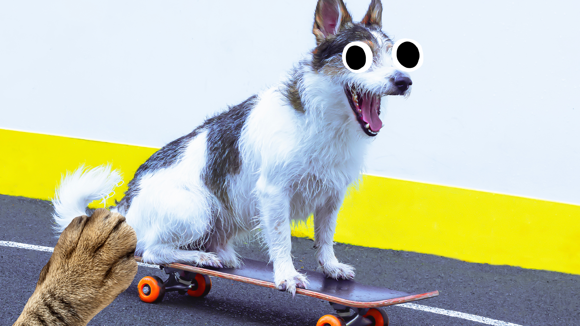 Dog on skateboard with paw in corner