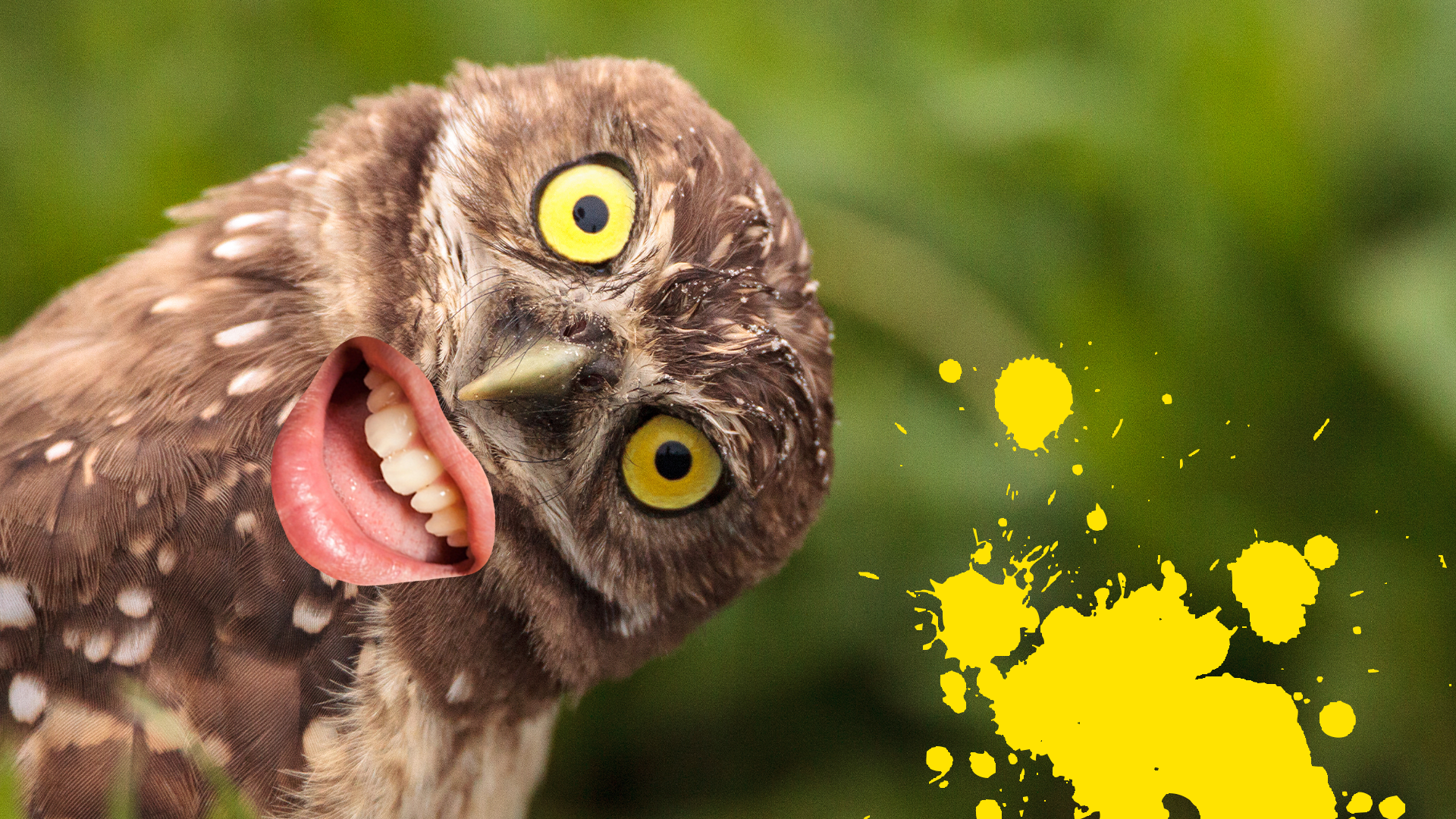 Owl with silly face and yellow splat