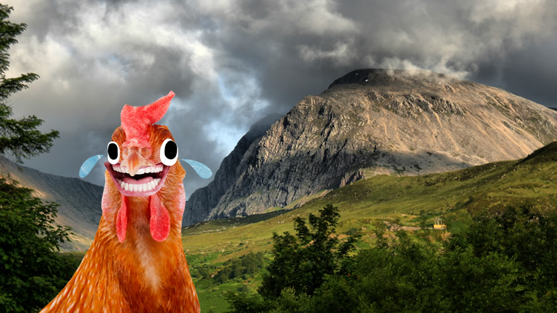 A chicken in Scotland