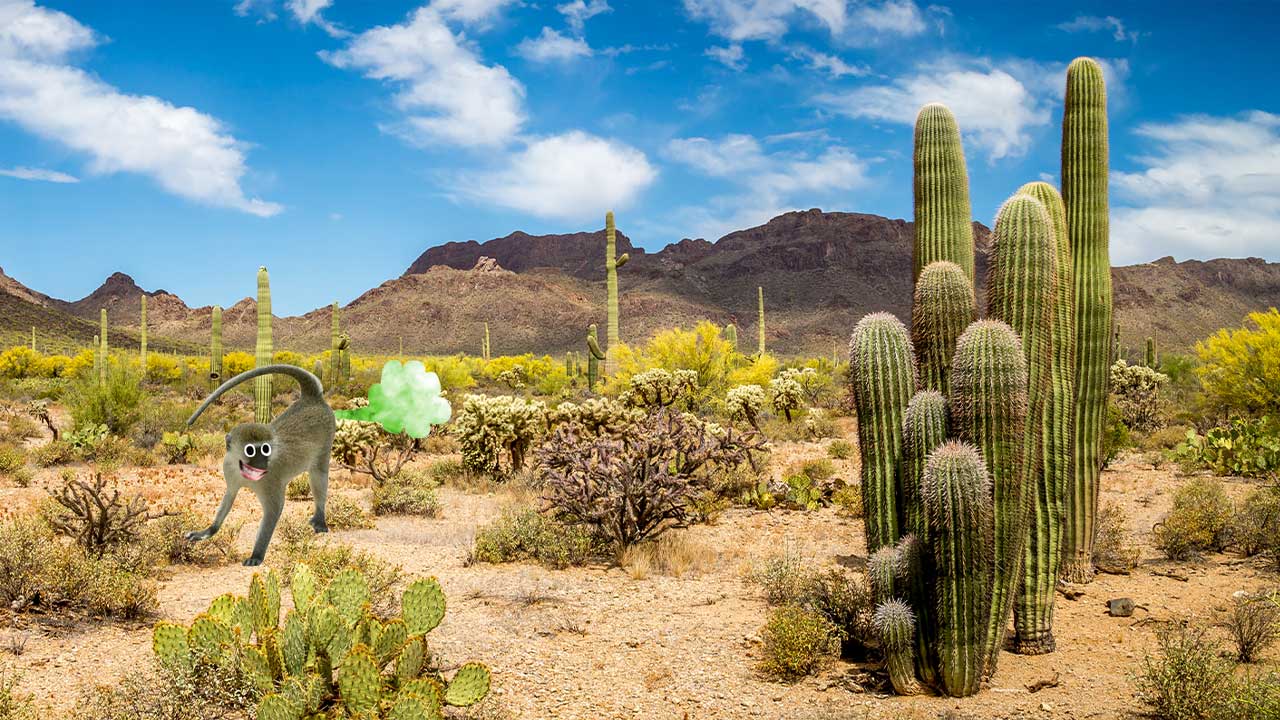 Cacti in a desert landscape