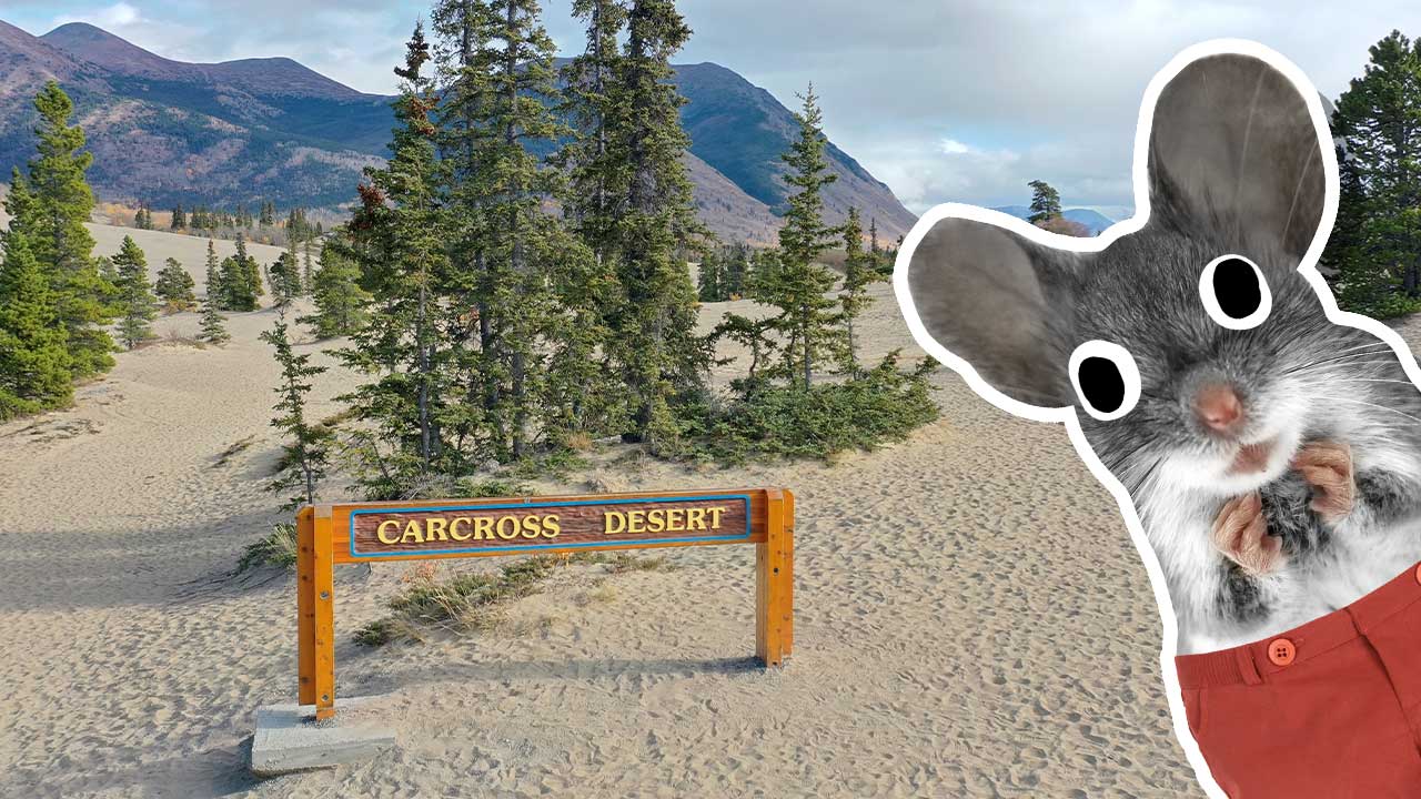 Carcross Desert