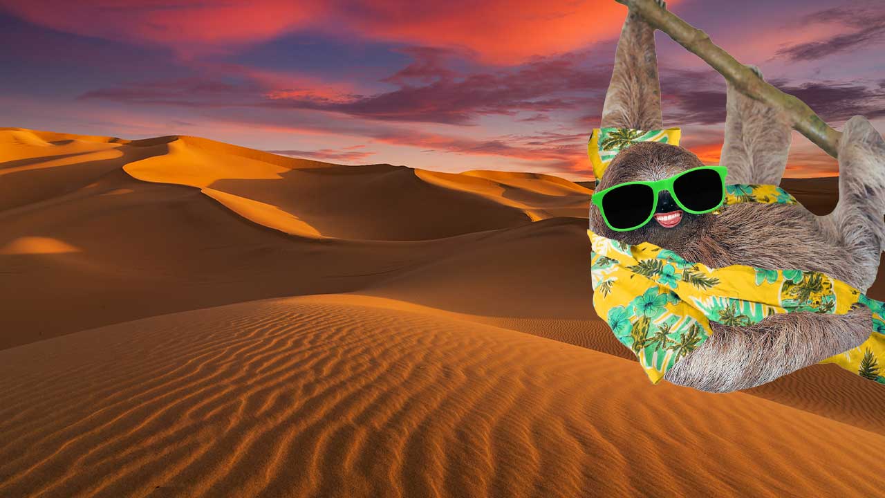 A sloth in a desert