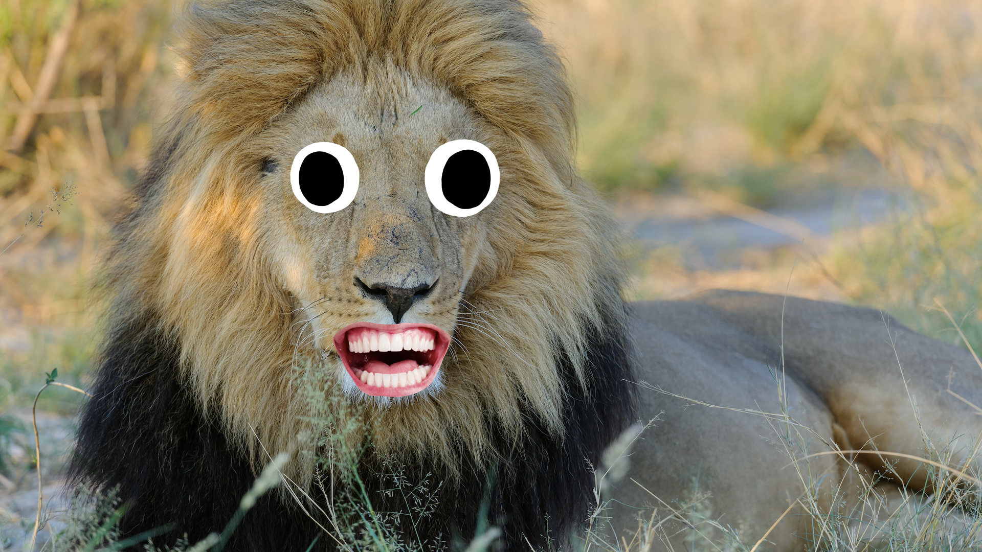 A lion in the Kalahari
