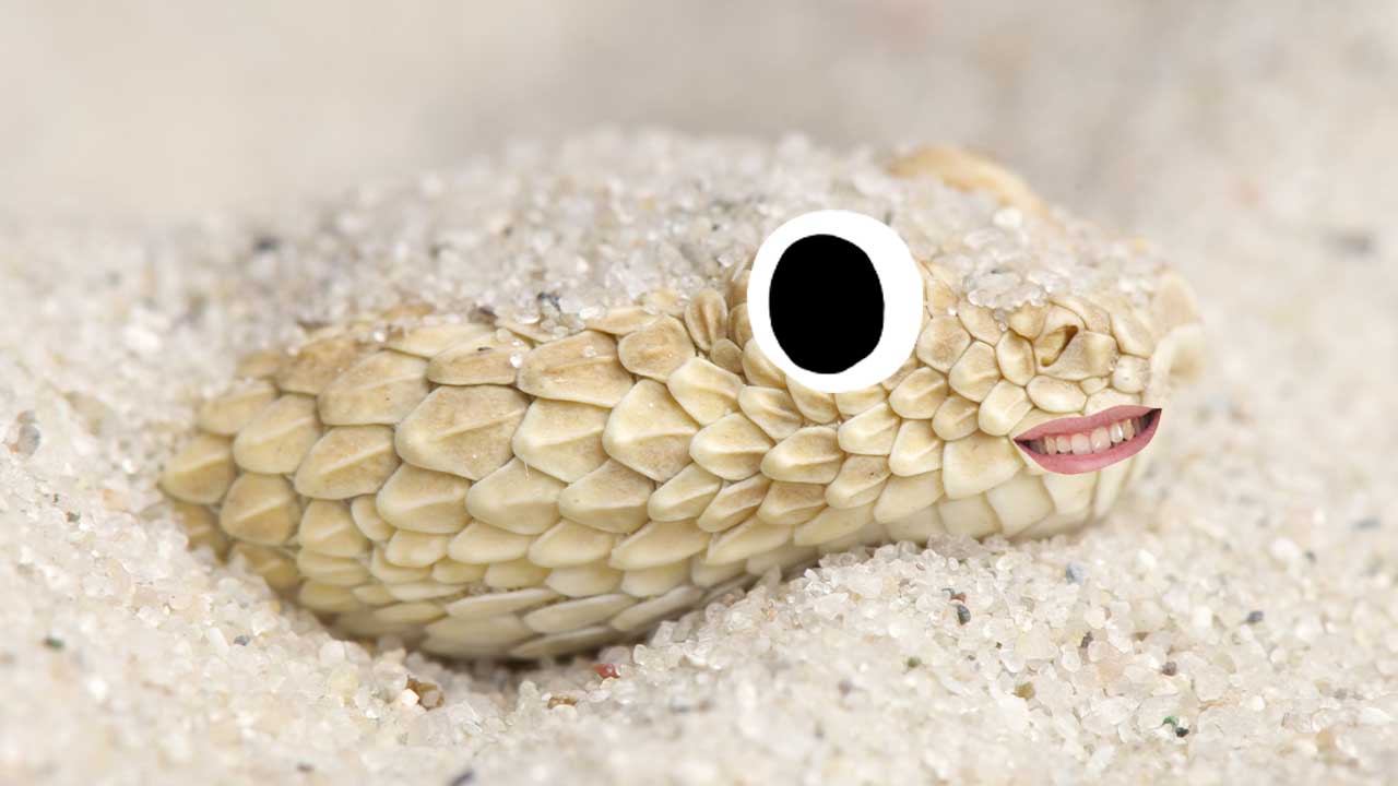 A snake hiding in the sand