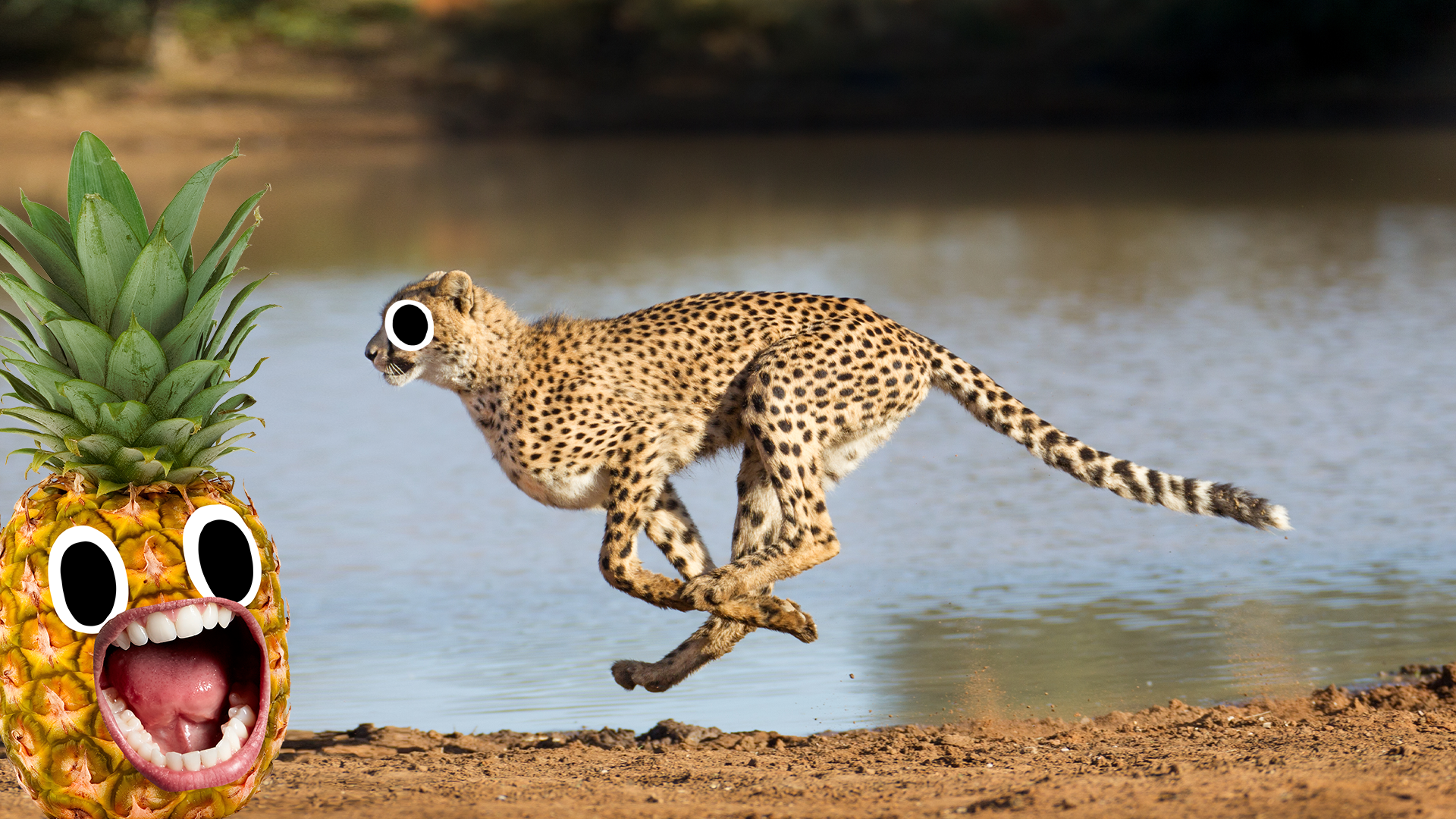 Cheetah running and screaming pineapple 