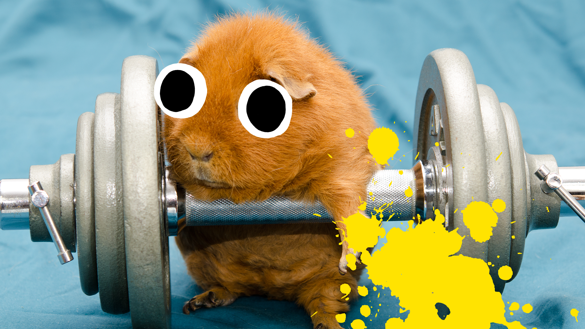 Hamster with dumbbells and yellow splat