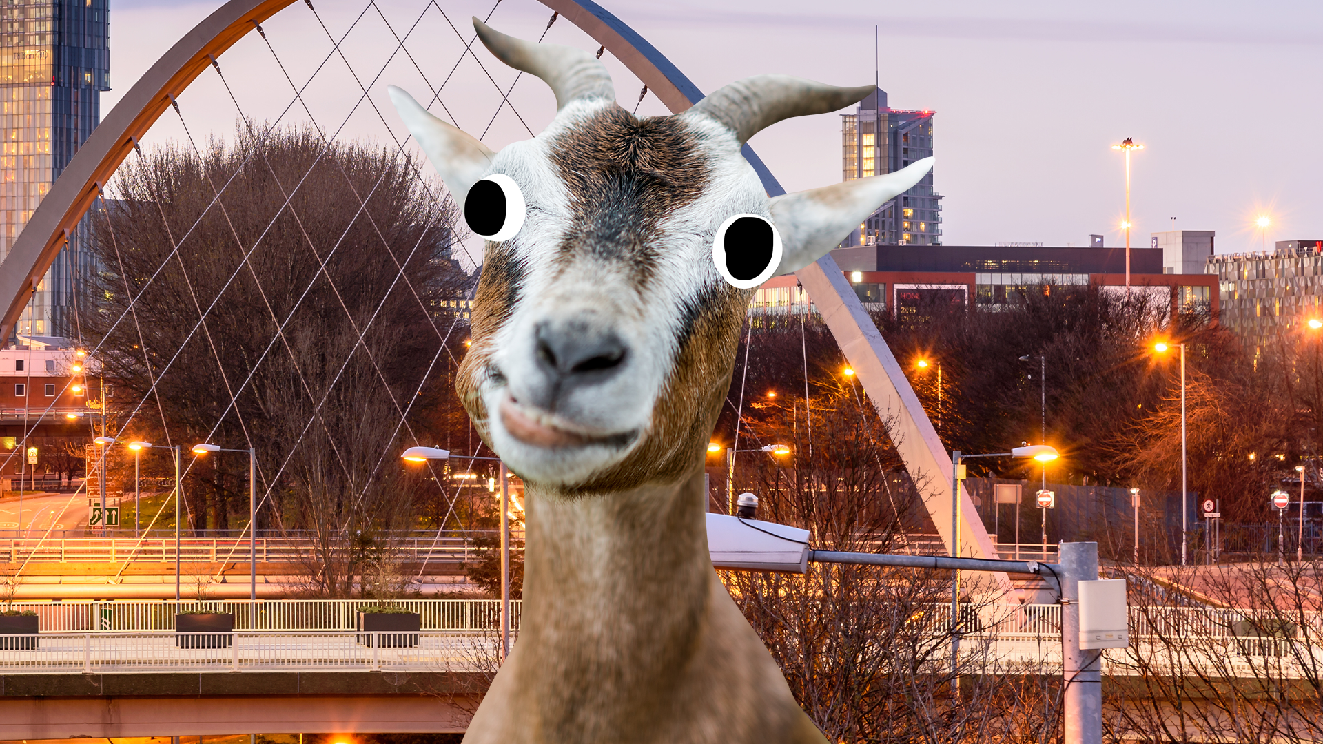 Derpy goat in front of city