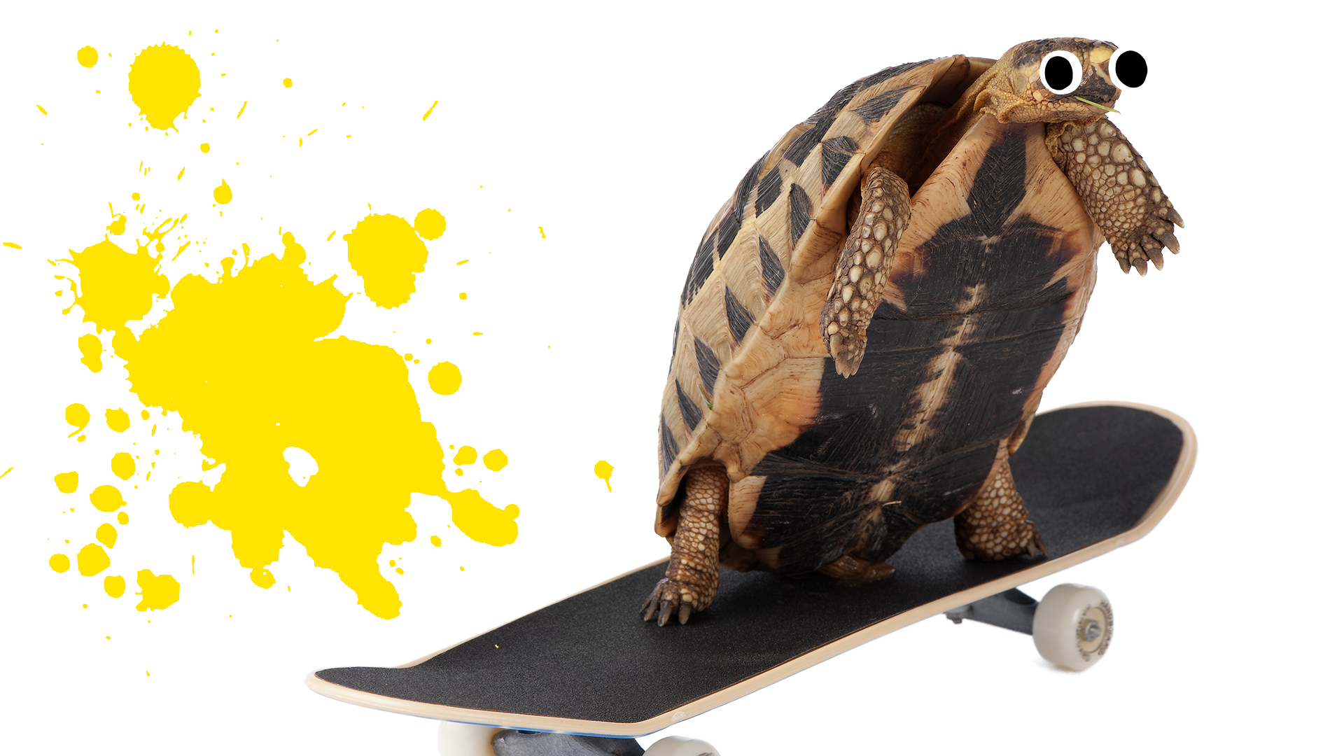 Tortoise on skateboard with yellow splat and white background