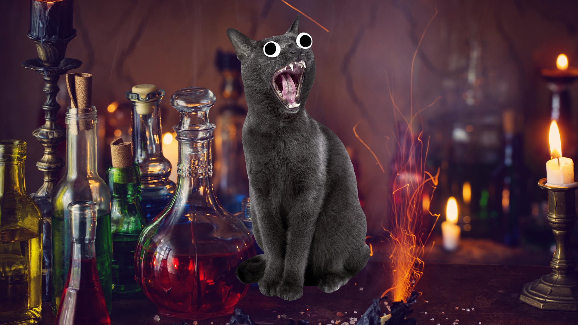 Screaming cat and magical potions