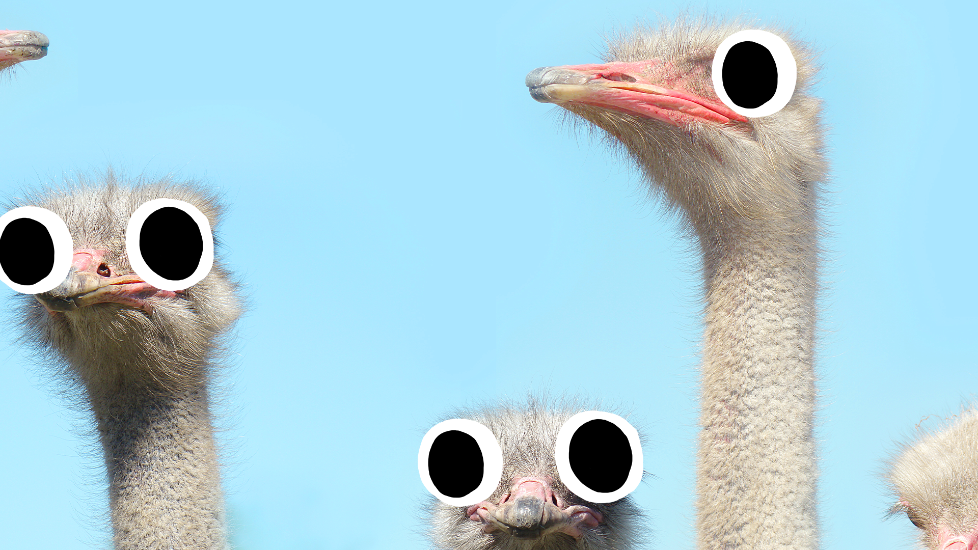 Goofy looking ostriches 