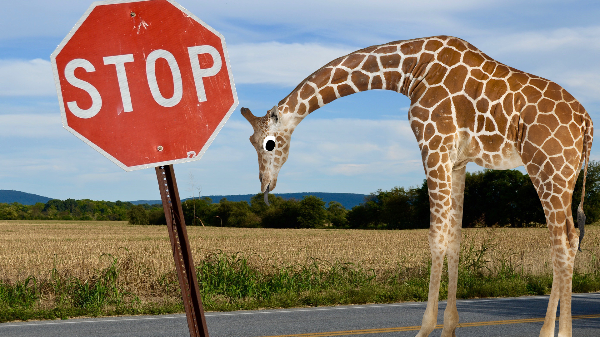 Derpy giraffe next to stop sign