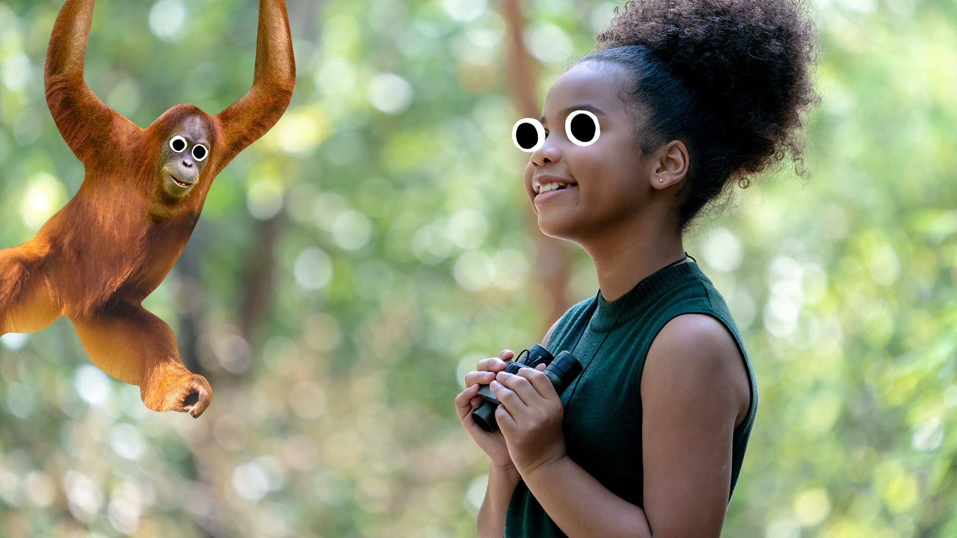 Girl with binoculars looks at goody orangutan 
