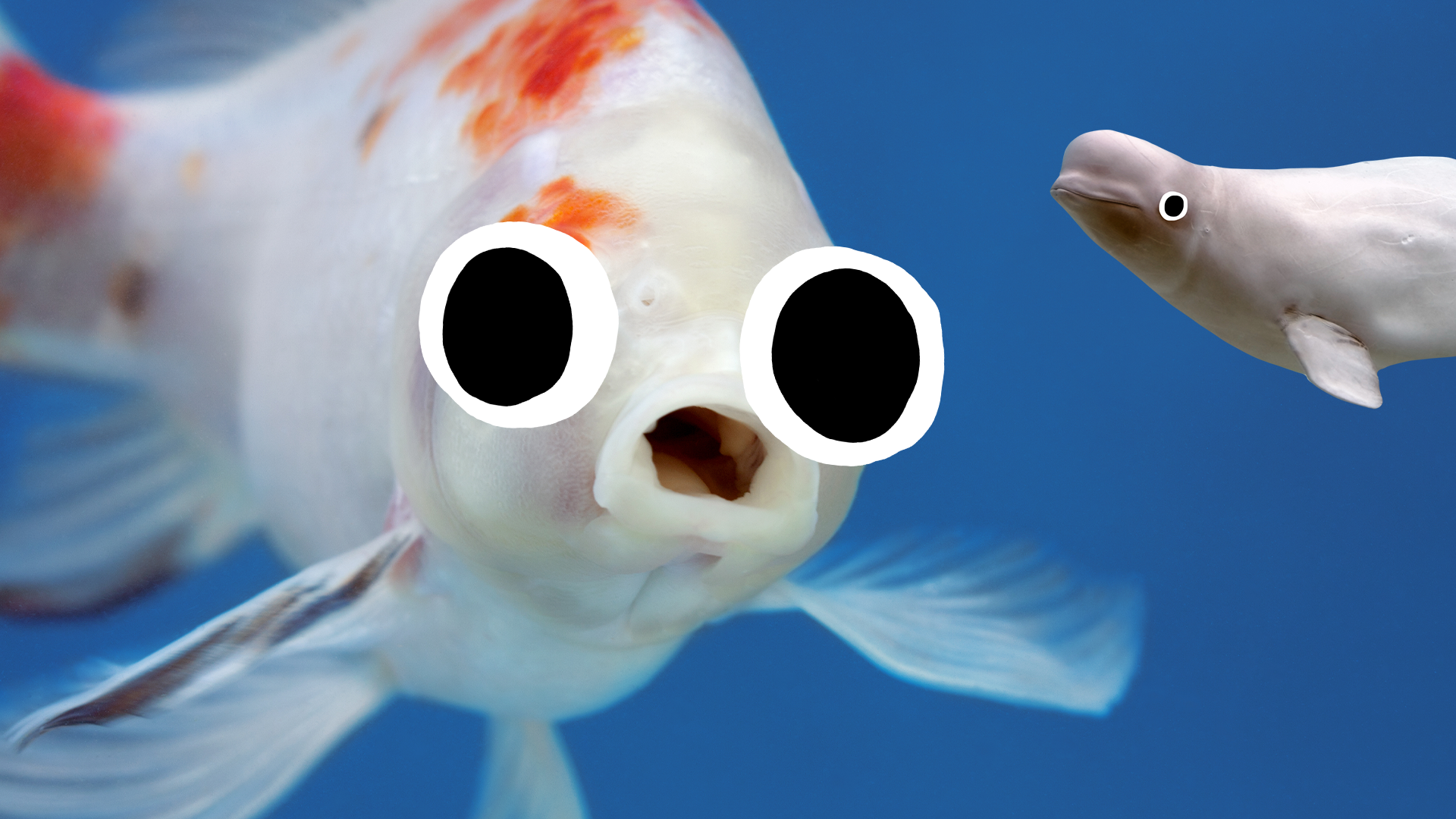 Derpy looking fish with whale 