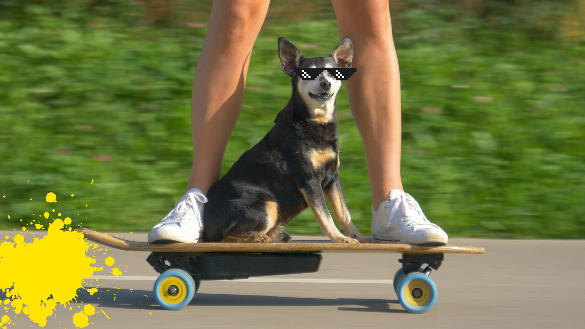 Man and dog on skateboard with sunglasses and yellow splat