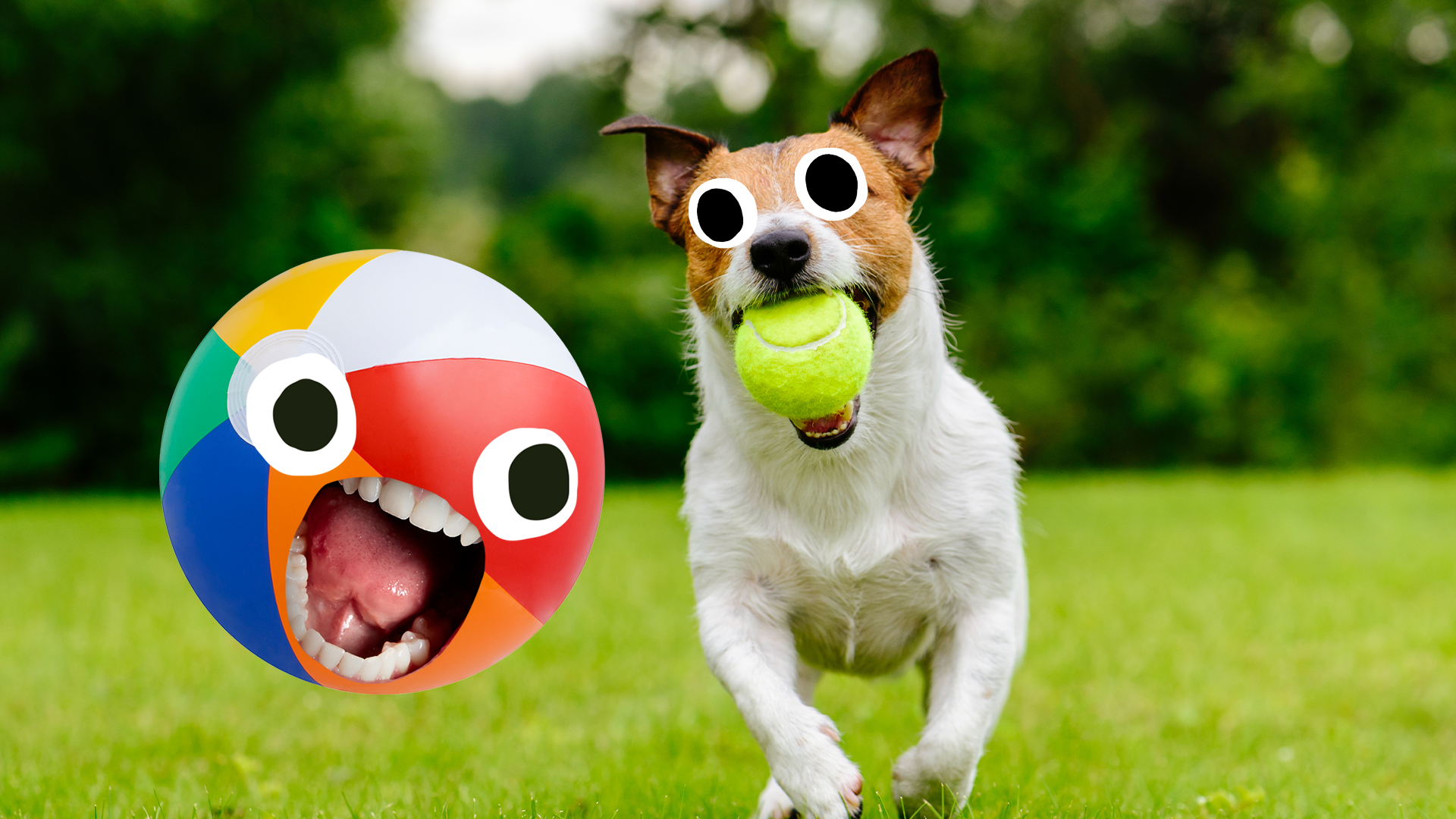 Dog on lawn with tennis ball and screaming Beano beachball