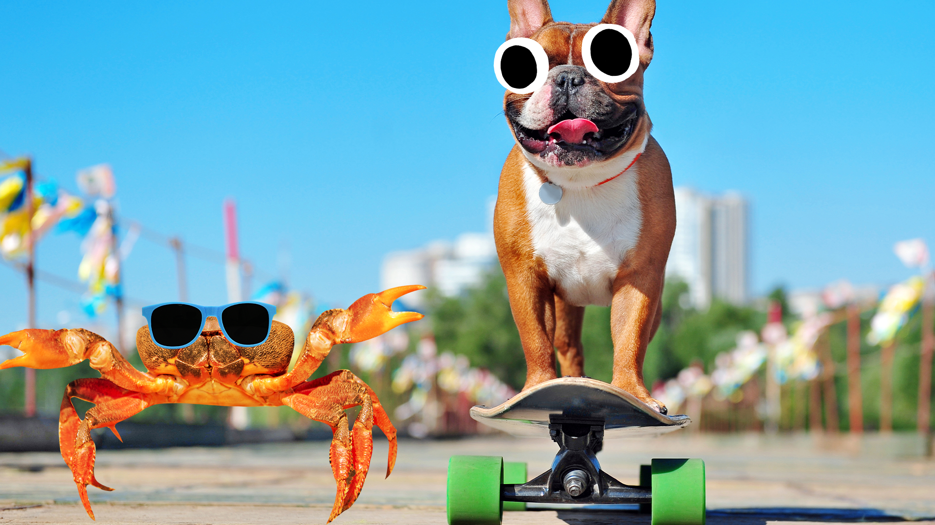 Bulldog on skateboard with cool crab