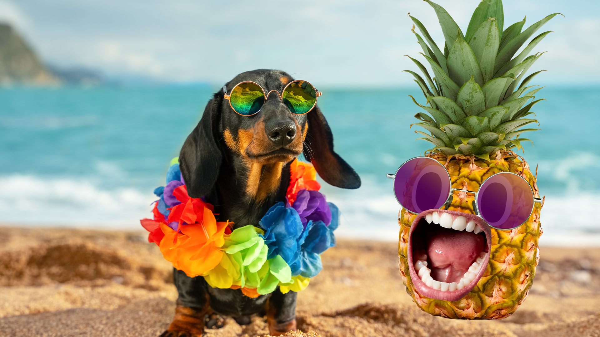 Sausage dog in sunglasses on beach with screaming pineapple  