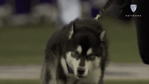 7 Super Funny Gifs Of Just Hilarious Huskies Being Silly - I Can