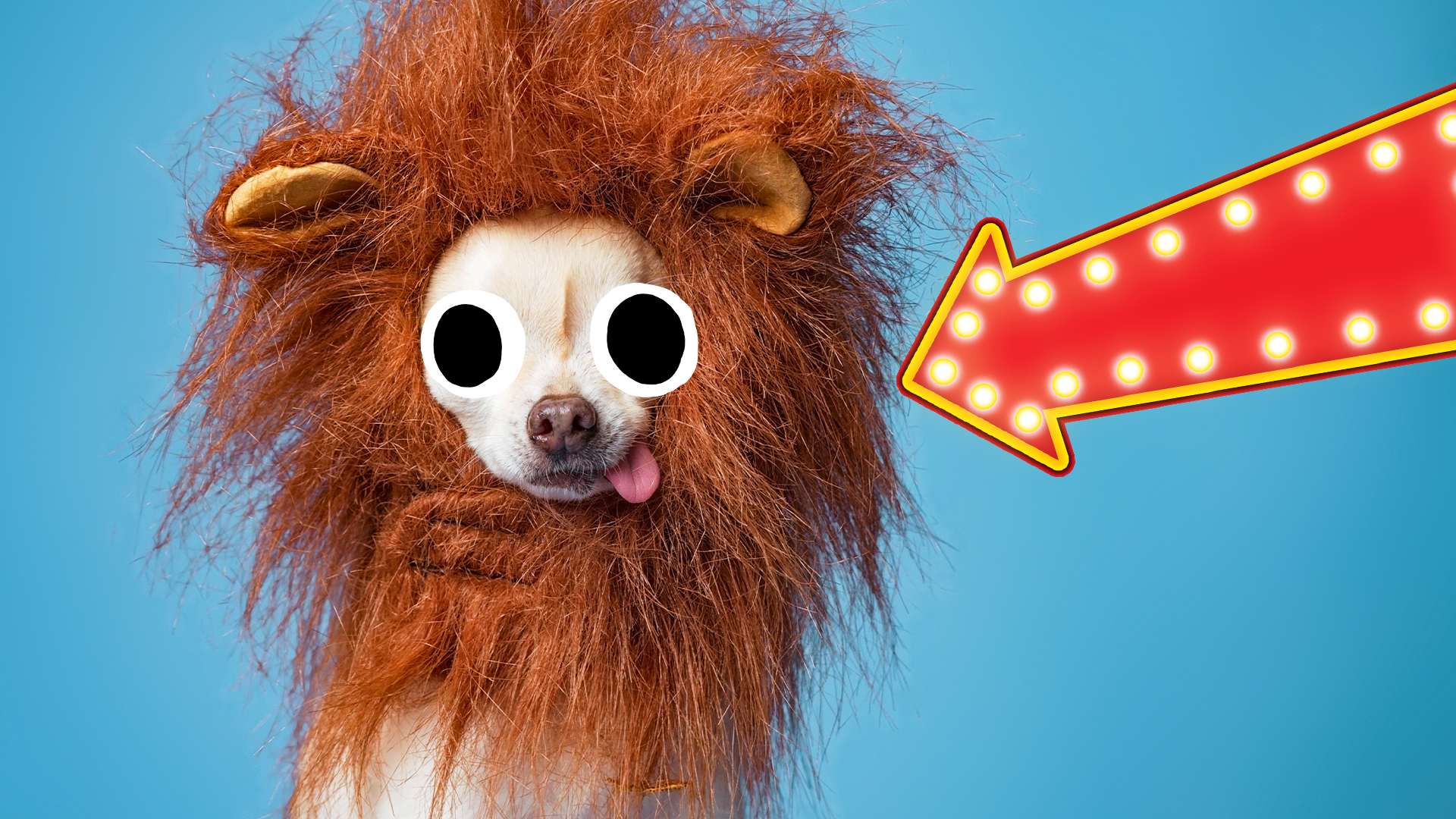 Dog dressed as lion on blue background with arrow