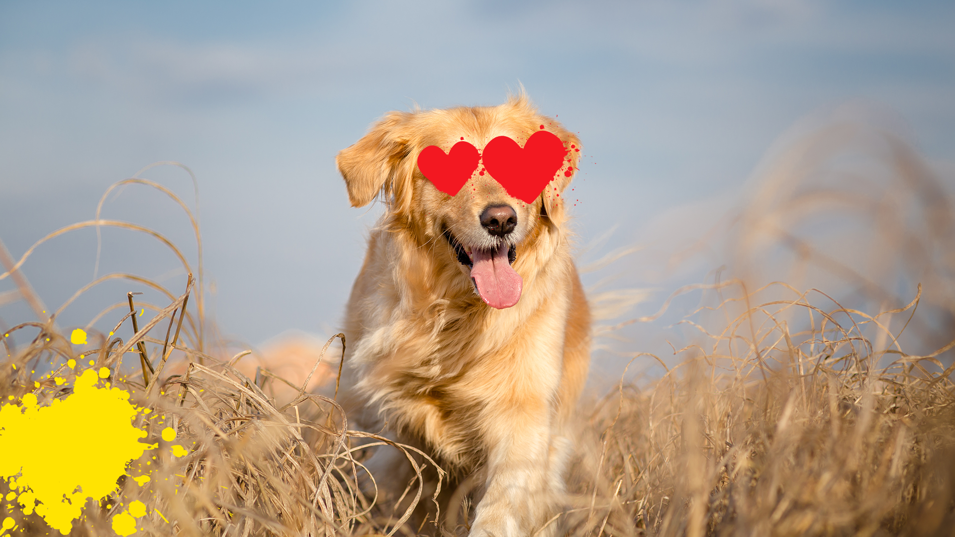 Dog in field with heart eyes
