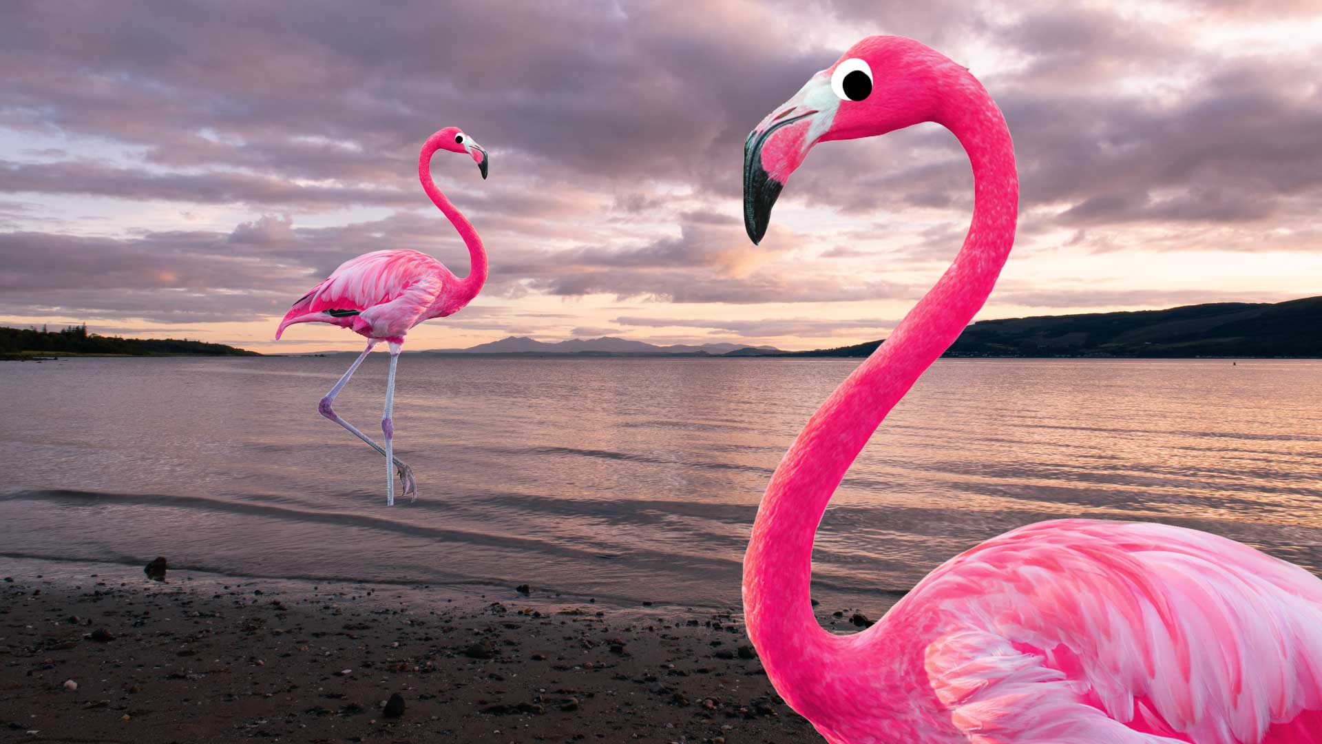 Two bright pink flamingos on a dull day