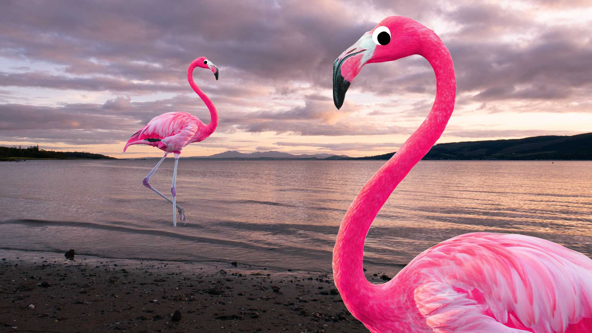 Two flamingos