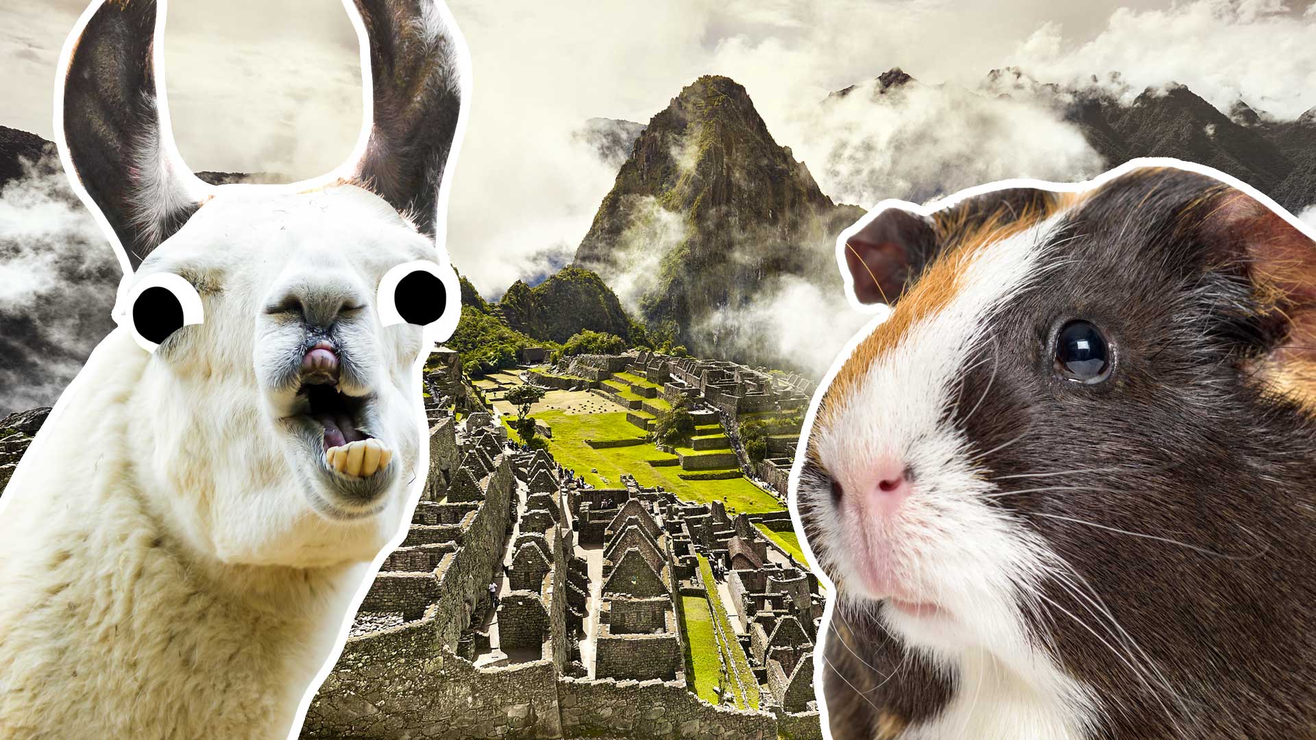 A llama and guinea pig in Machu Pichu