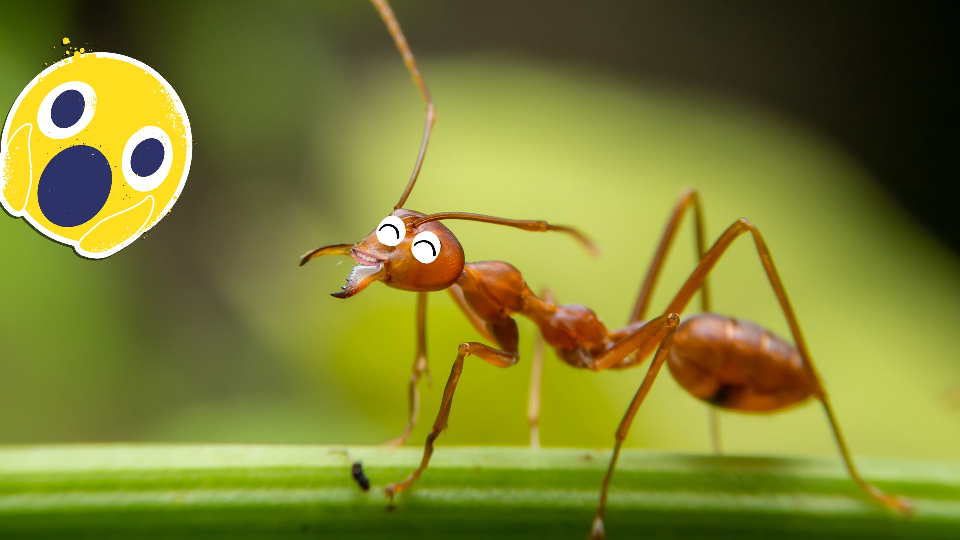 A happy ant