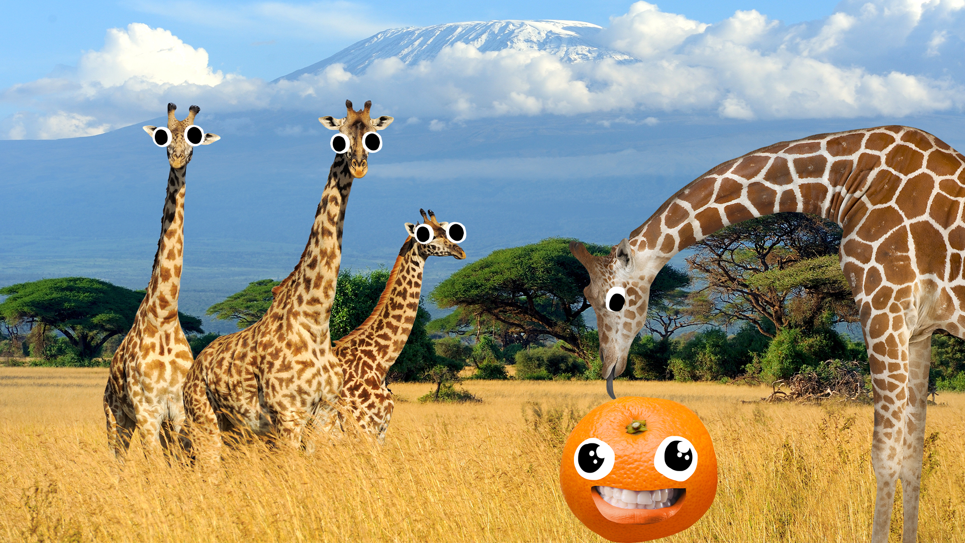 Giraffes on the Savannah and tangerine on face