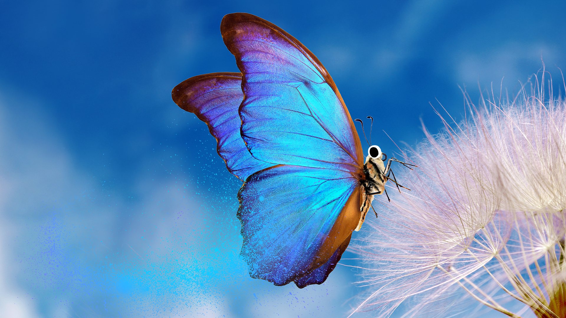 Blue butterfly with goofy eyes on blue background with dandelion 