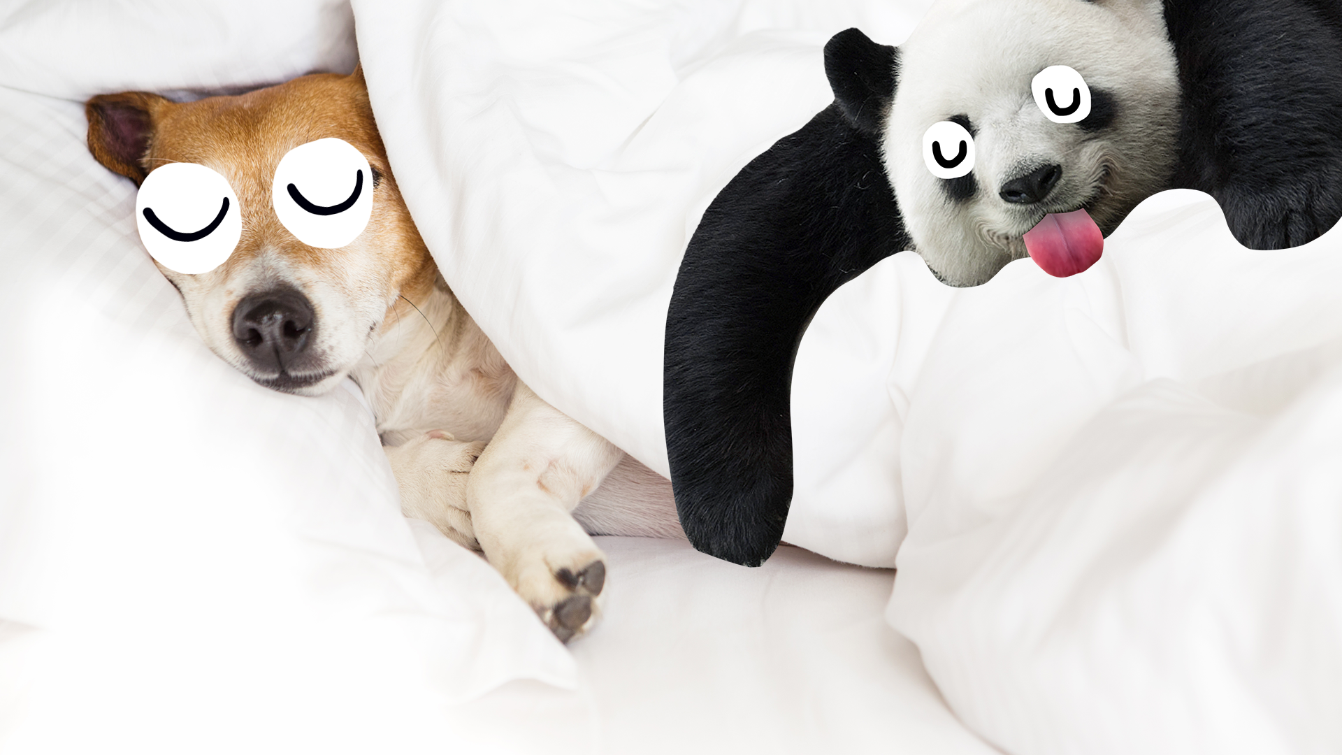 Dog sleeping and derpy panda 