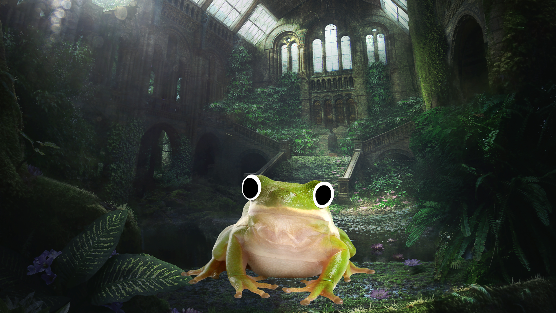 Frog sitting in abandoned building