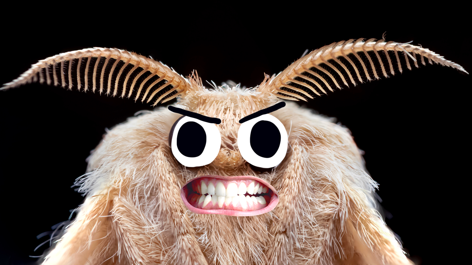 Moth with angry face