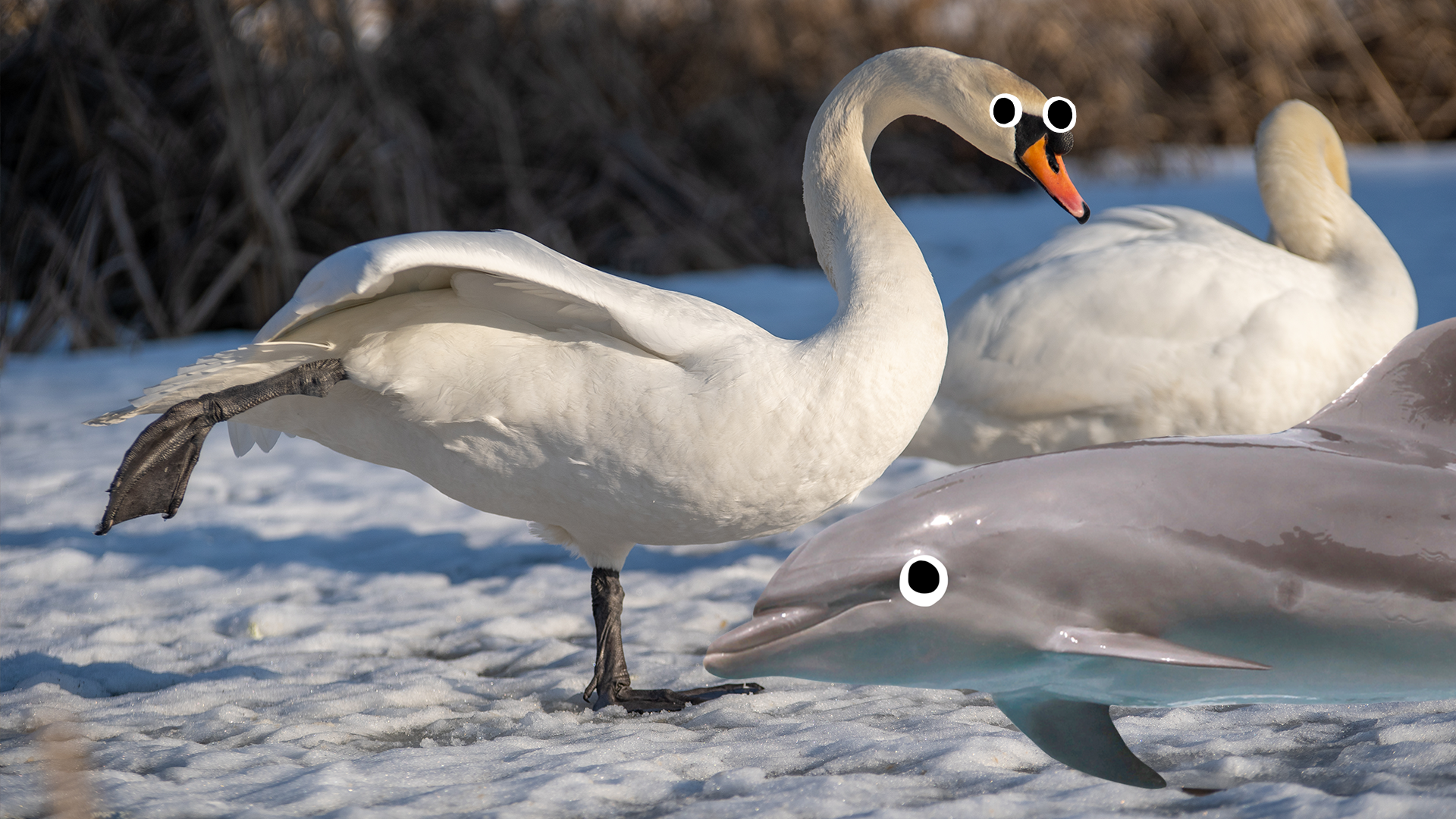 Swan in snow with Beano dolphin