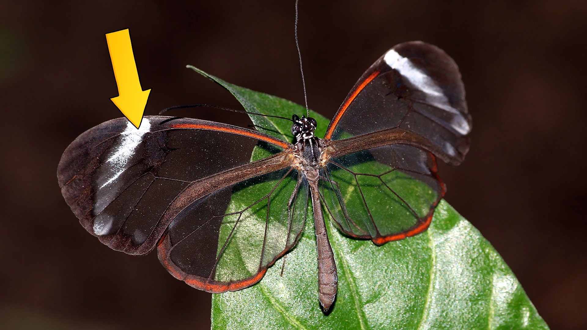 15 Fun & Interesting Butterfly Facts You Never Knew 