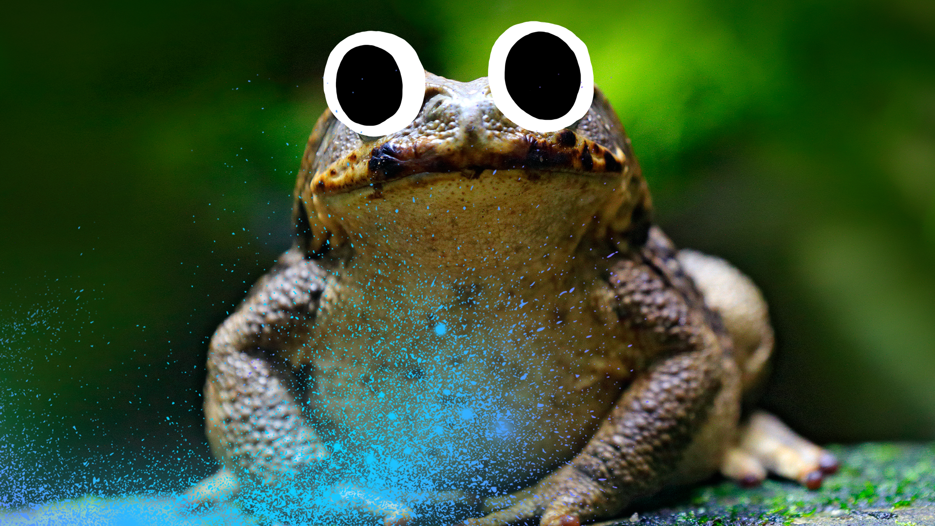 Toad with Beano eyes and magic glitter