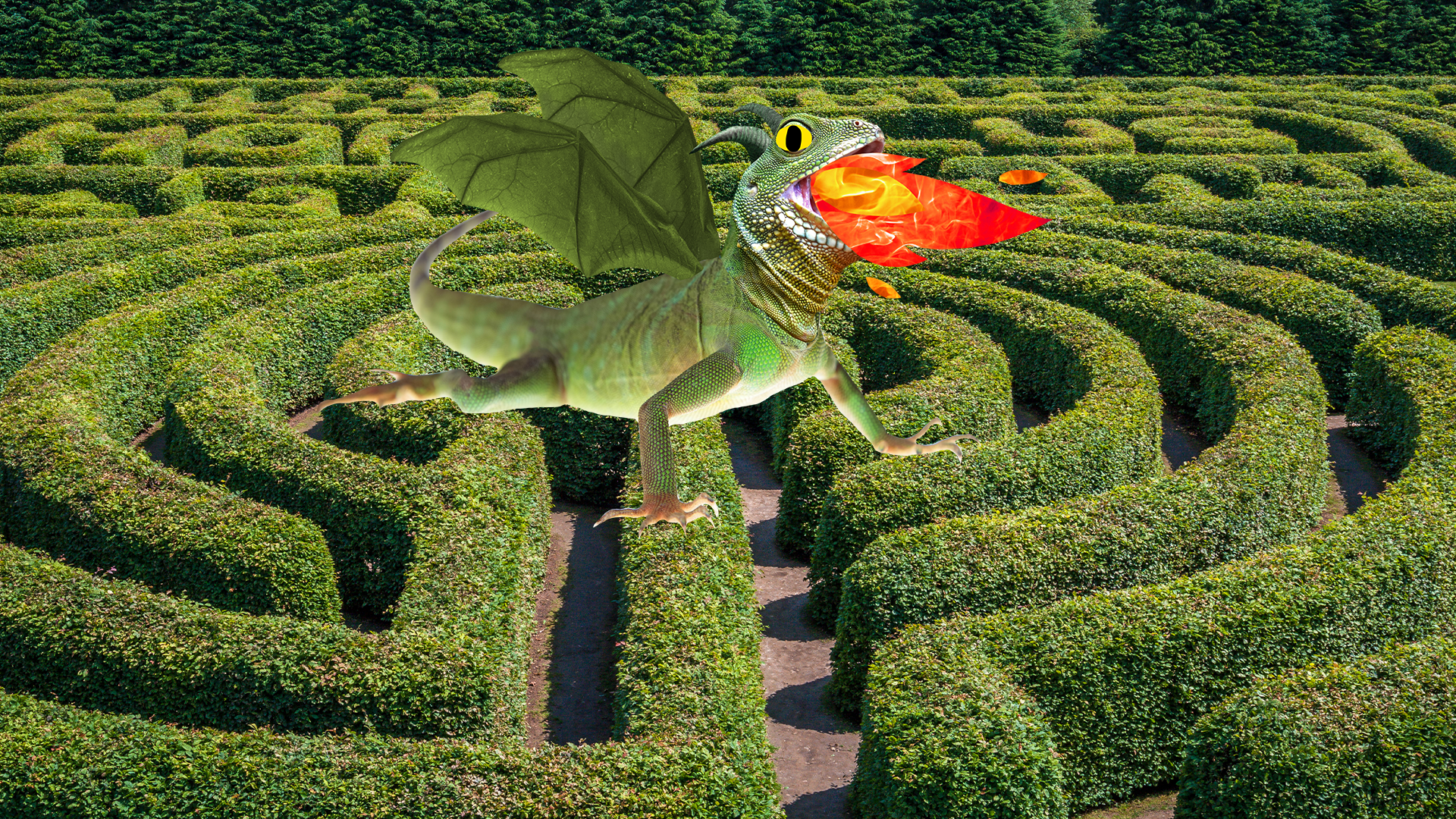 Hedge maze with Beano dragon in the middle