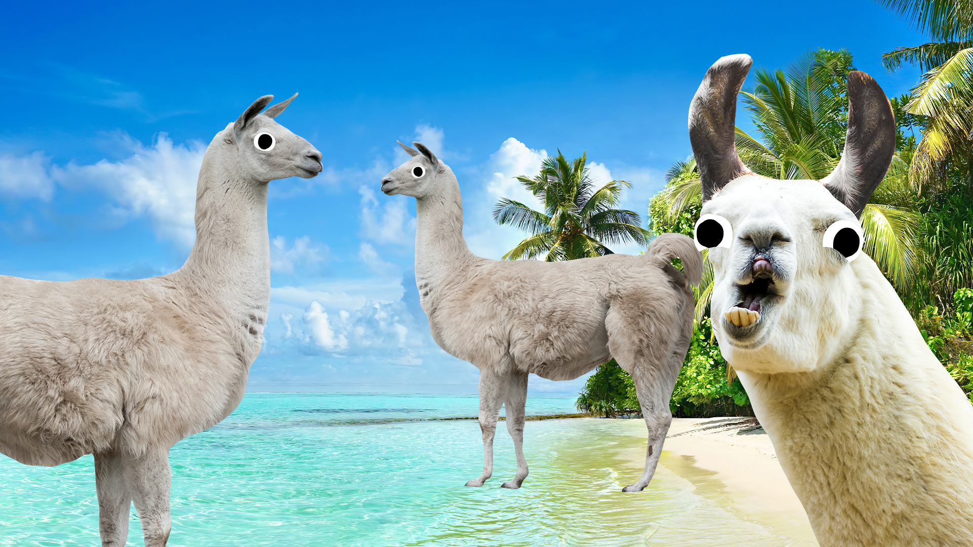 Some llamas on a tropical beach