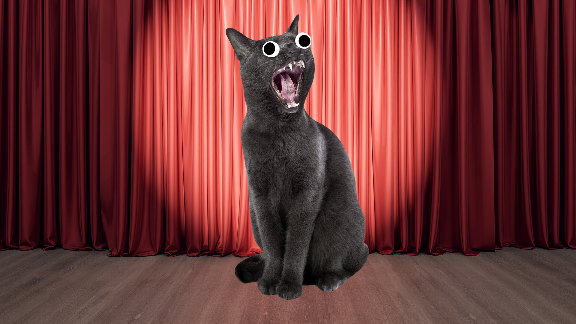 Screaming cat on curtain background 