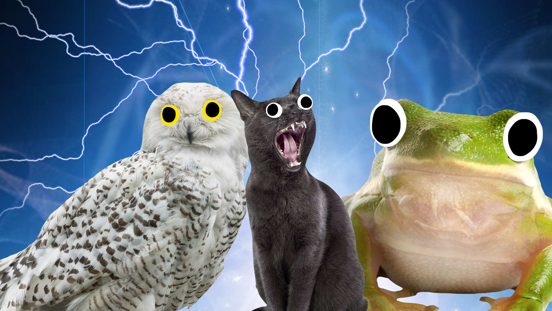 Owl, cat and frog on magical background 