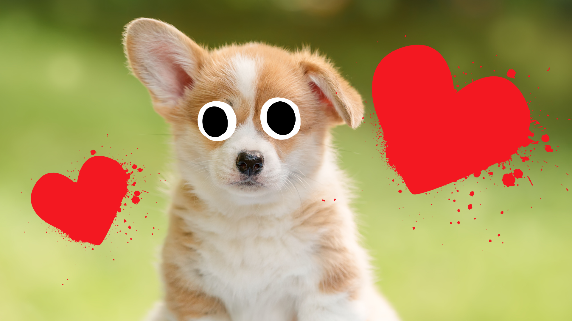 Puppy with love hearts